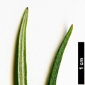 SpeciesSub: subsp. angustifolia